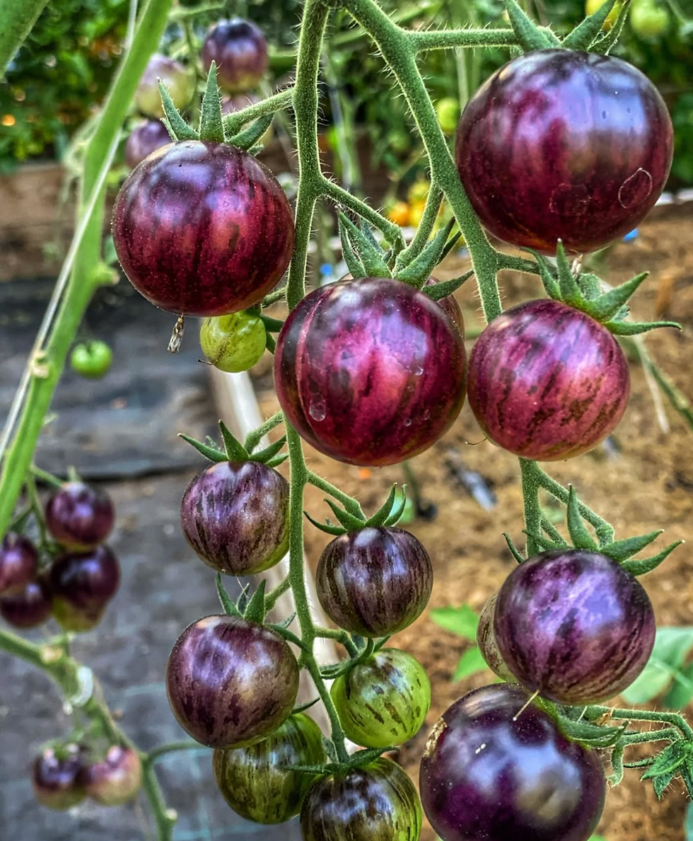 Tomato - Black Strawberry seeds
