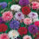 Thumbnail: Cornflower - Tall Double seeds