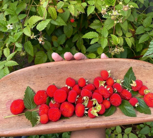 Thumbnail: Atherton Raspberry