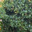 Thumbnail: Native Gardenia