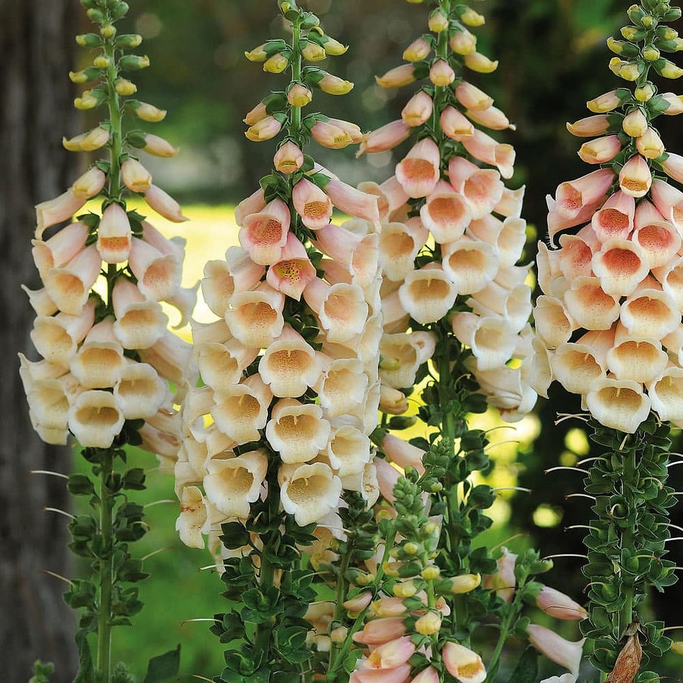 Thumbnail: Foxglove - Apricot Beauty