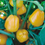 Thumbnail: Capsicum - Mini Sweet Yellow
