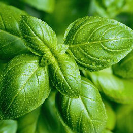 Herb Seeds