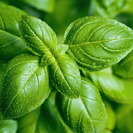 Herb Seeds