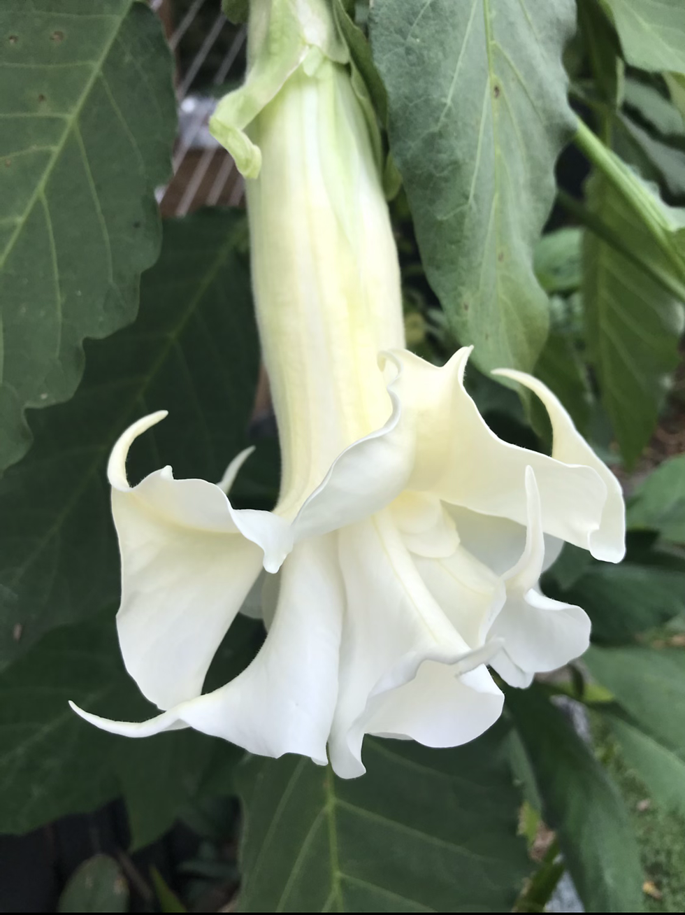 Thumbnail: Brugmansia White/Cream Double