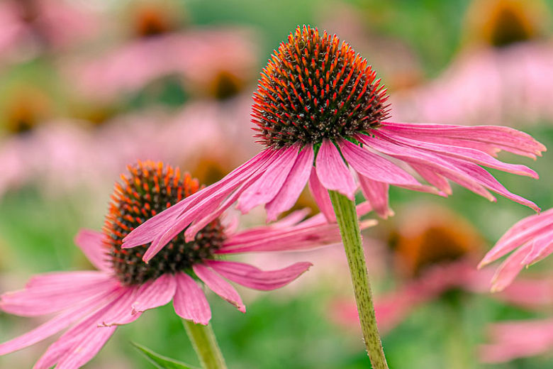 Thumbnail: Echinacea - Purple Cone Flower seeds