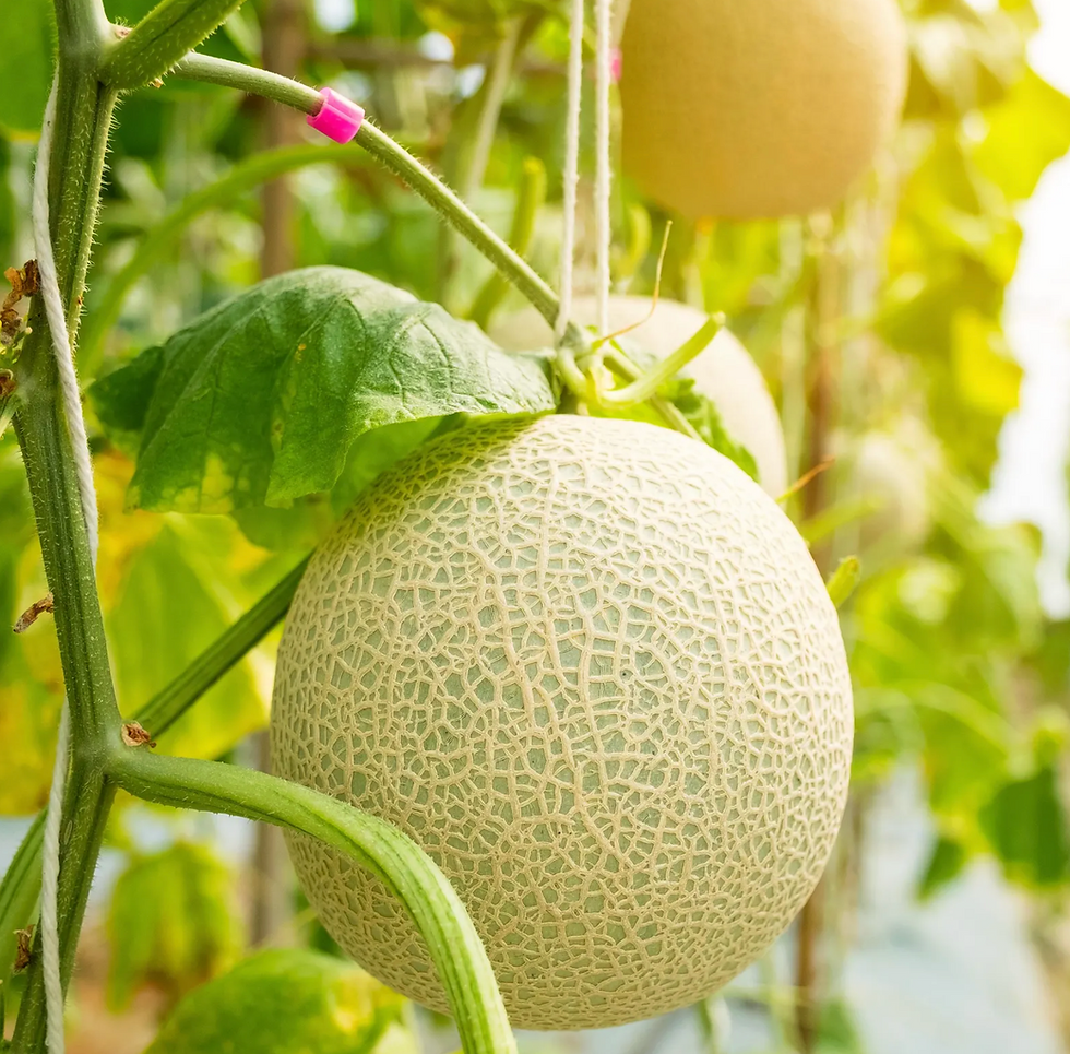 Rockmelon - Planters Jumbo seeds