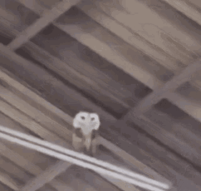 barny-barn-owl.gif