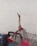 run-bird.gif