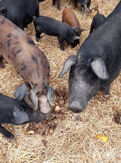 pigs eating dahlias_edited.jpg