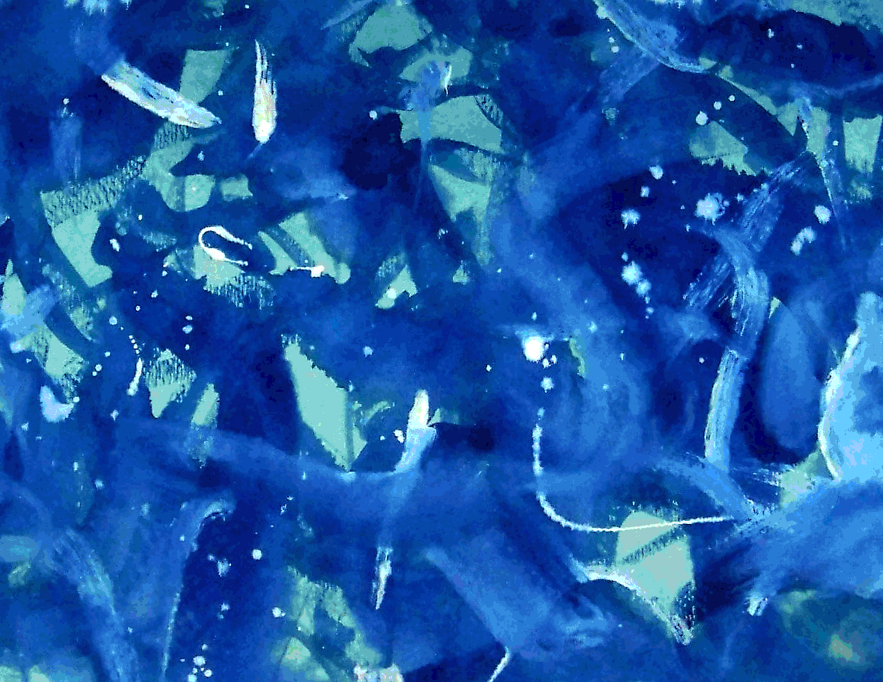 James Mourek  copyrighted watercolor-3