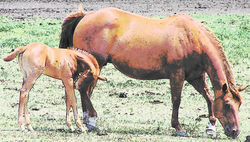 QuarterHorse+Colt-5
