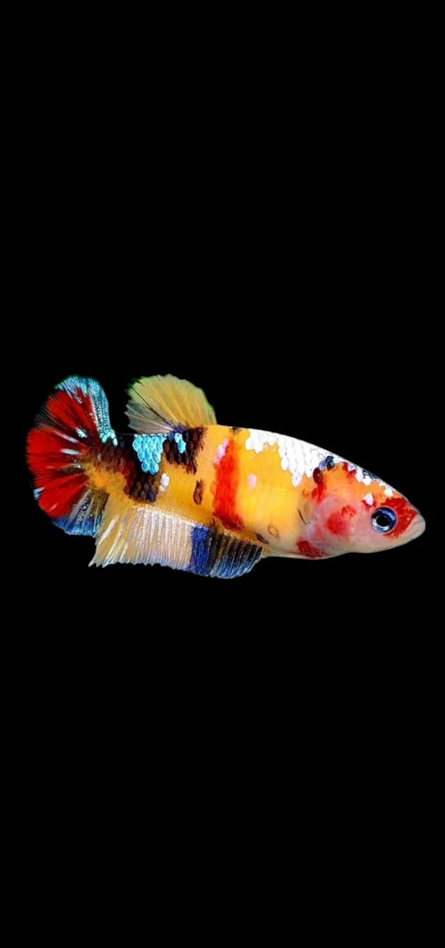 Fancy Nemo Koi Halfmoon Betta Fish