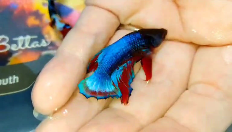 GIANT Blue Dream Shimmer Betta Fish