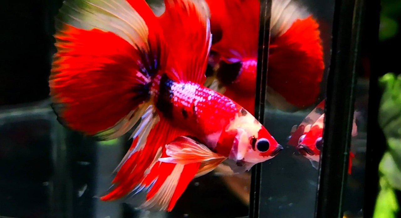 Nemo Koi Halfmoon Male
