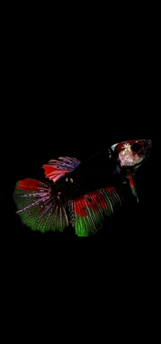 Black & Red Halfmoon Betta Fish