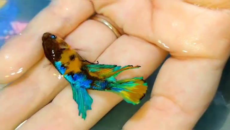 Yellow Galaxy Avatar HM Plakat Betta Fish