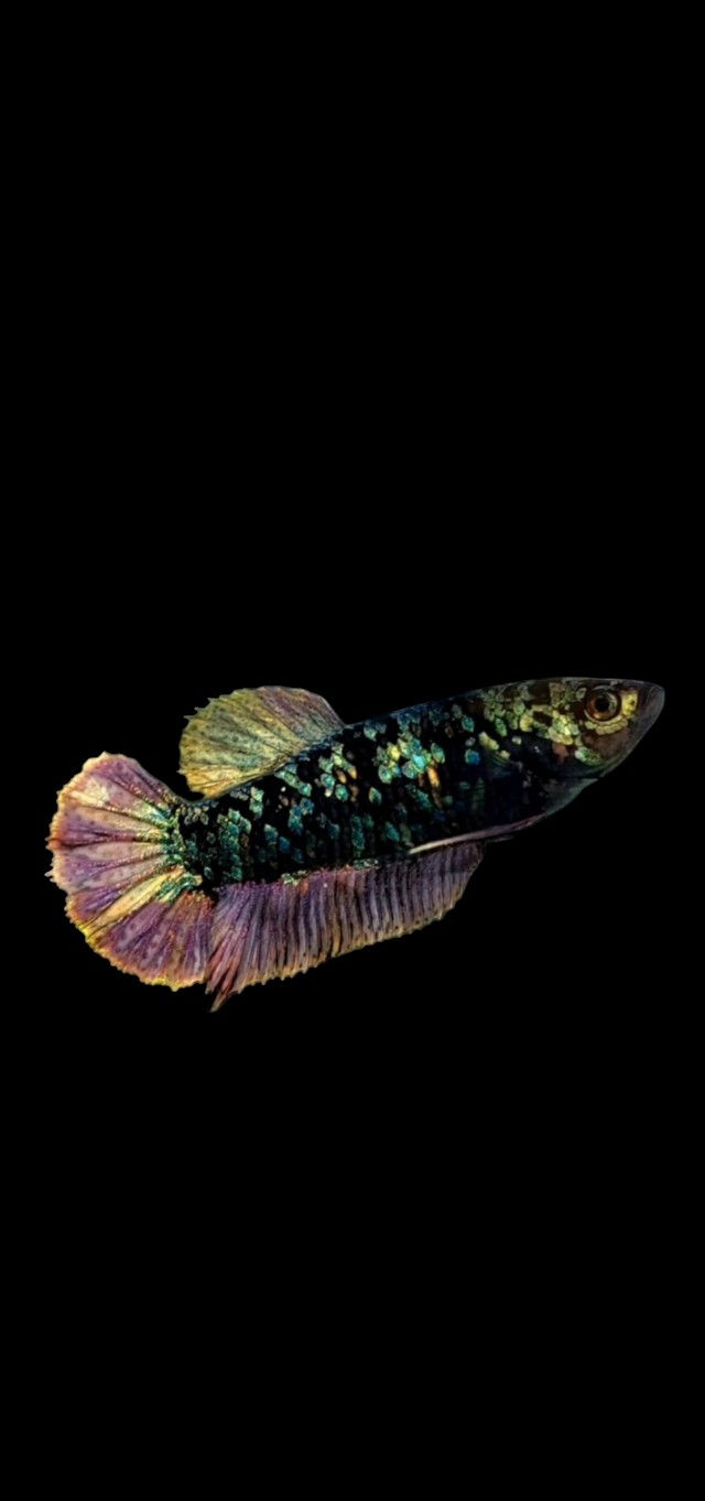 Purple Copper Galaxy Halfmoon Betta Fish