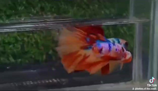 Fancy Nemo Koi Dalmatian Halfmoon Longfin