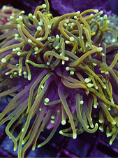 GOLD INDO TORCH.jpeg