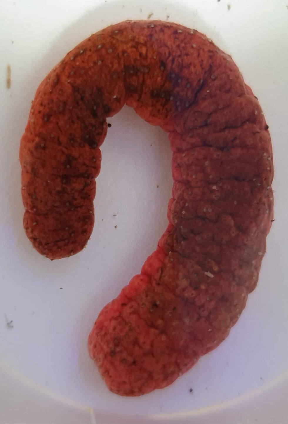 Pink sea cucumber - holothuria edulis