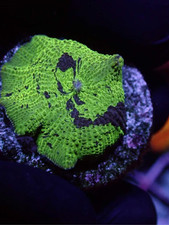 KRYPTONITE MUSHROOM.jpeg