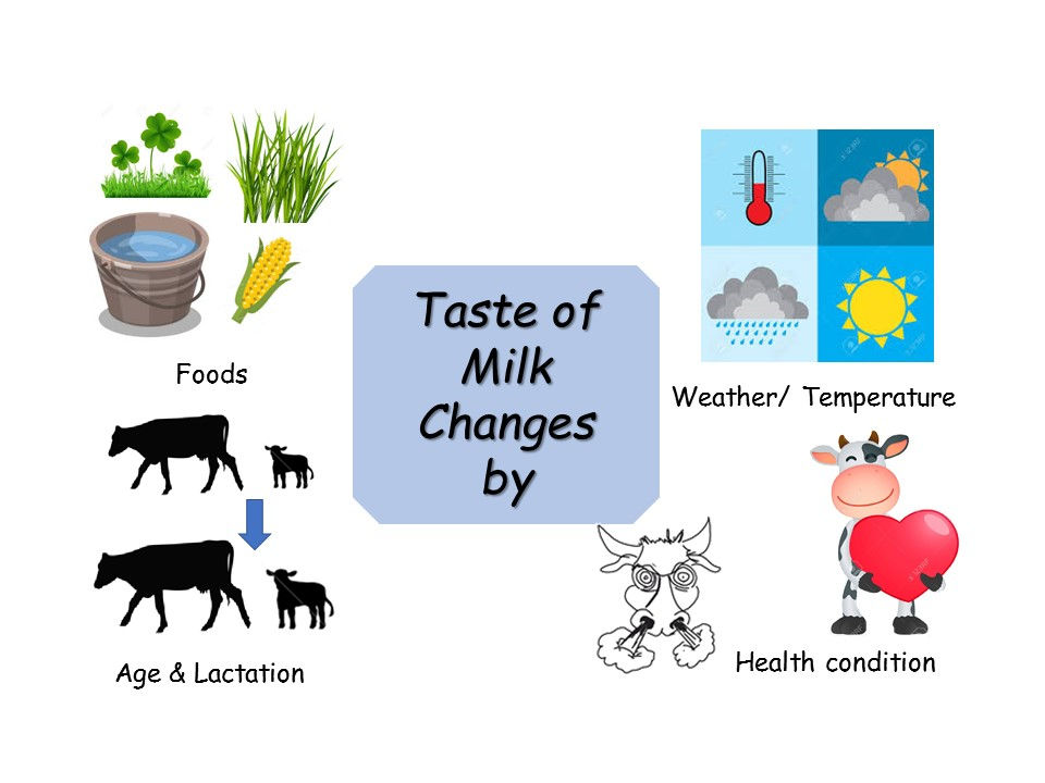 Why fresh milk tastes differently every day