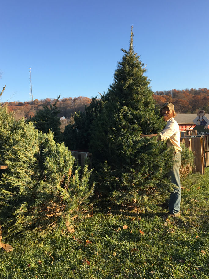 Farmer Tim's Christmas Tree Tips