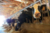 Marburger Farm Dairy cows.jpeg