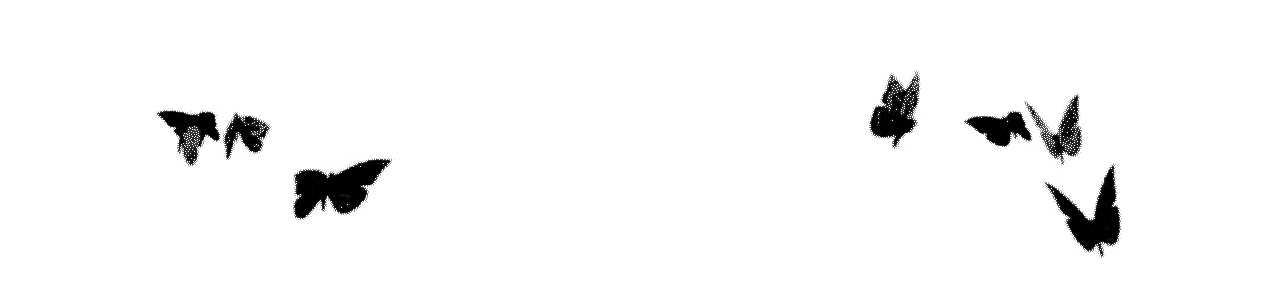 black butterflies transparent background.gif