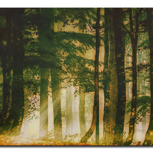 A forest