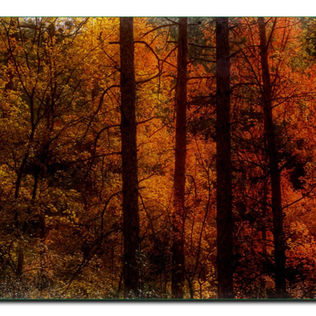 L'automne en forêt