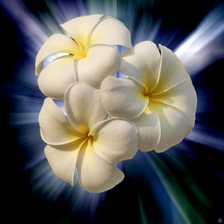 fleurs de Frangipanier