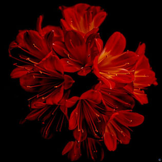 Amaryllis