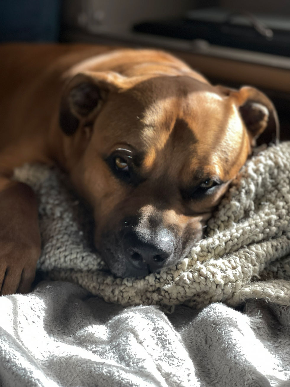 a photo of my dog Bella sleeping