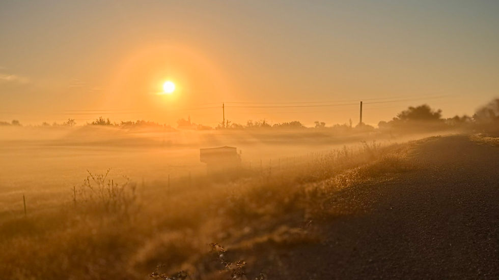 Foggy sunrise over a meadow and country dirt road while the sun has just risen and is a beautiful orange globe, the fog and sunrise is creating a beautiful golden orange glow