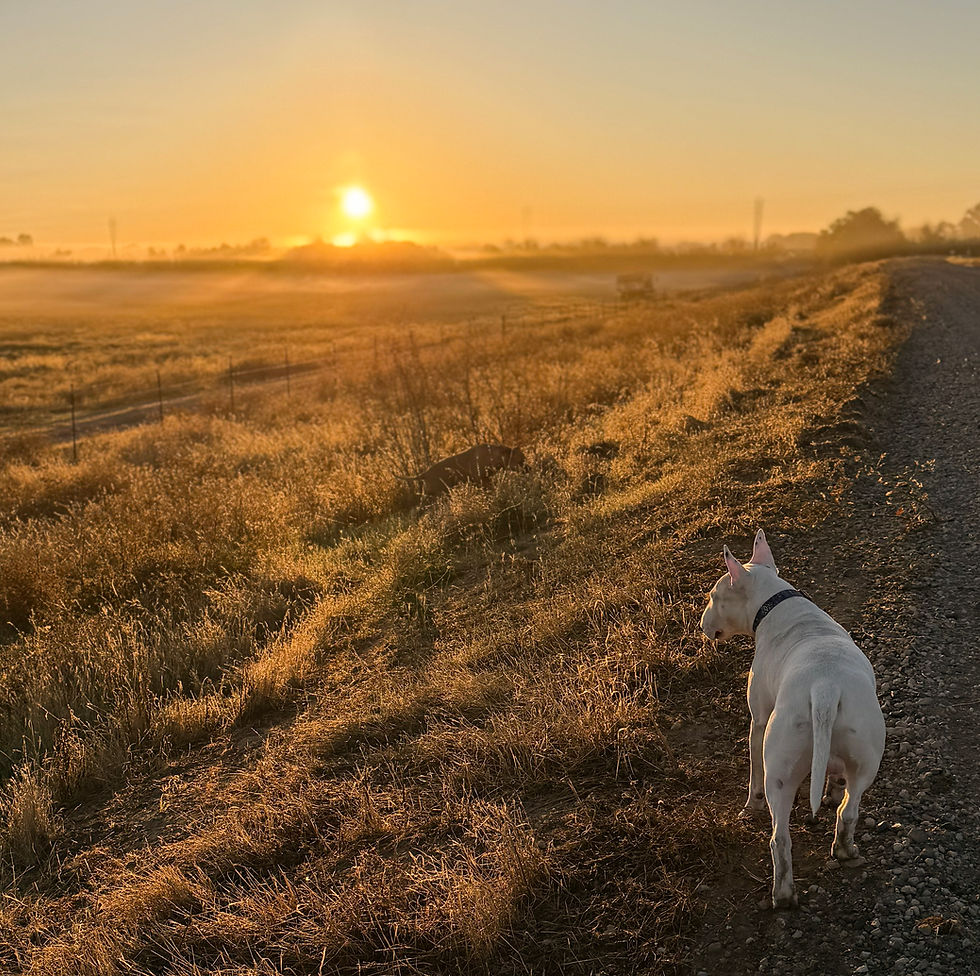 Walking a dog in the foggy sunrise over a field in a meadow