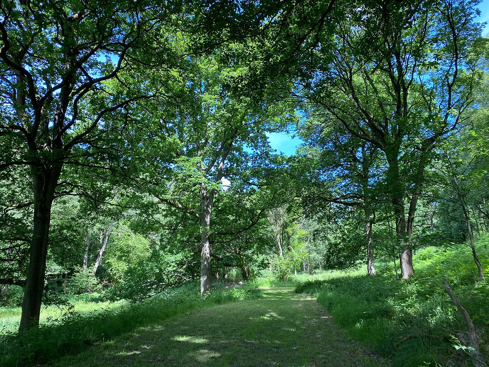 Foxtwood wood and birdsong.jpg