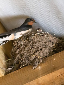 Swallow1_edited.jpg