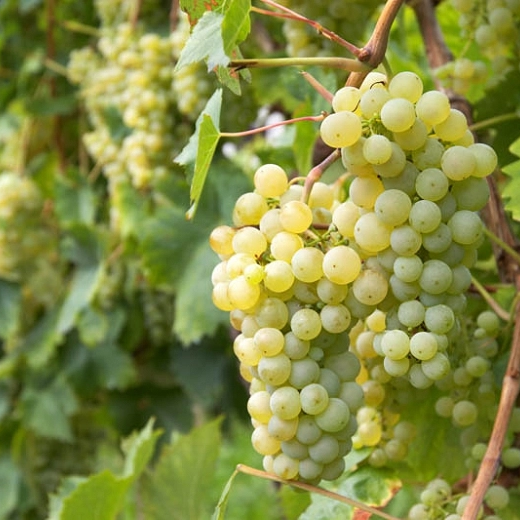 Shop | Muskrat Creek Vineyard
