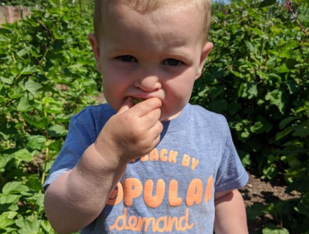 Berry Patch at Vineyard