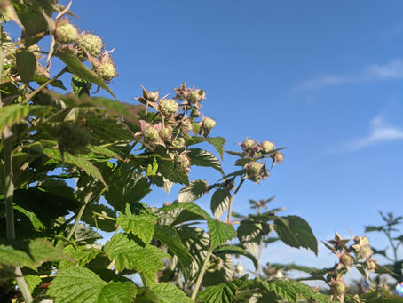 Raspberry Blessing