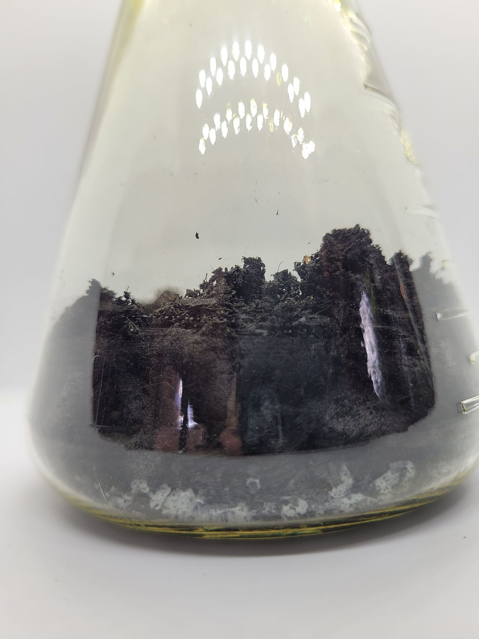 Thumbnail: Terrarium Plant Pet