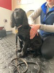massage dog