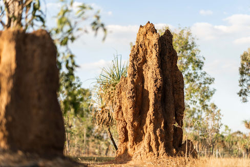 Unique Northern Territory features captured for documentary style publication.