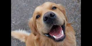 Teeth Cleaning... In my opinion...