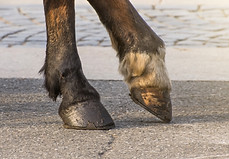 hooves.jpg