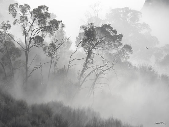 pic3b  Anne Richey   Trees in the Mist.jpg