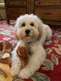 Charlie, age 3.5 years, Goldendoodle