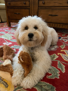 Charlie, age 3.5 years, Goldendoodle